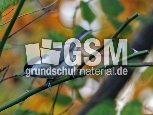 Tannenmeise-12-11 26.jpg